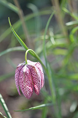 Fritilaria meleagris 358REDIM