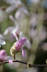 Magnolia loebneri 'leonard messel' 2 360REDIM