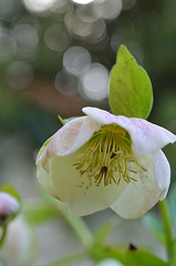 Hellebore 3 364REDIM