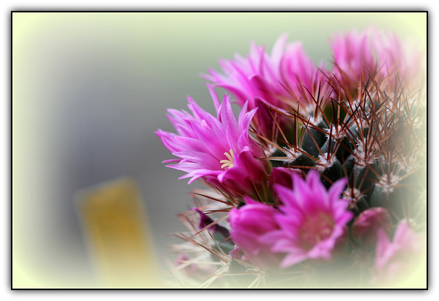 Mammillaria backebergiana v. ernestii