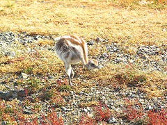 petit Emeu de Patagonie