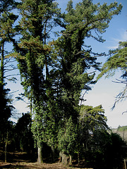 Serra de Montejunto, wood sentries