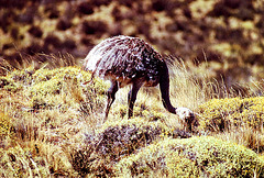 Emeu de Patagonie