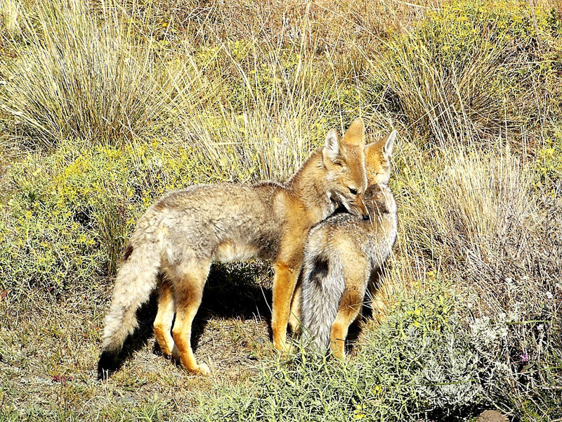 Renards de Patagonie