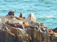 loutres de mer ,sea otters