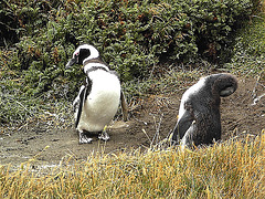 Pingouins de Patagonie