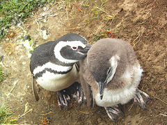 Pingoins ( mère et enfant )