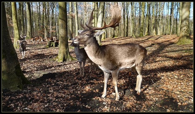 Platzhirsch