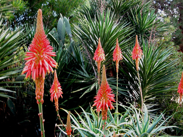 Algarve, Zoo Garden of Lagos, cactus (3)