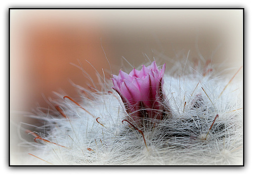 Mammillaria glassii (3)