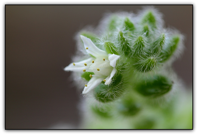 Sedum mocinianum , fleur enfin éclose