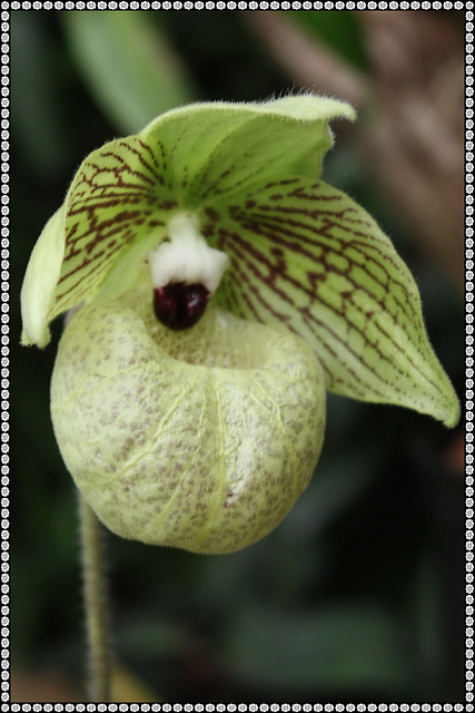 Paphiopedilum