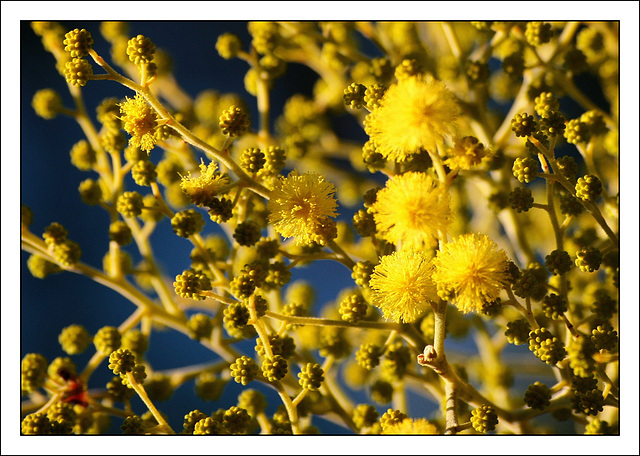 Mimosenblüte