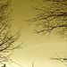 Branches et ciel bleu - Branches and blue sky  /  Dans ma ville - Hometown - 3 février 2009 / Sepia