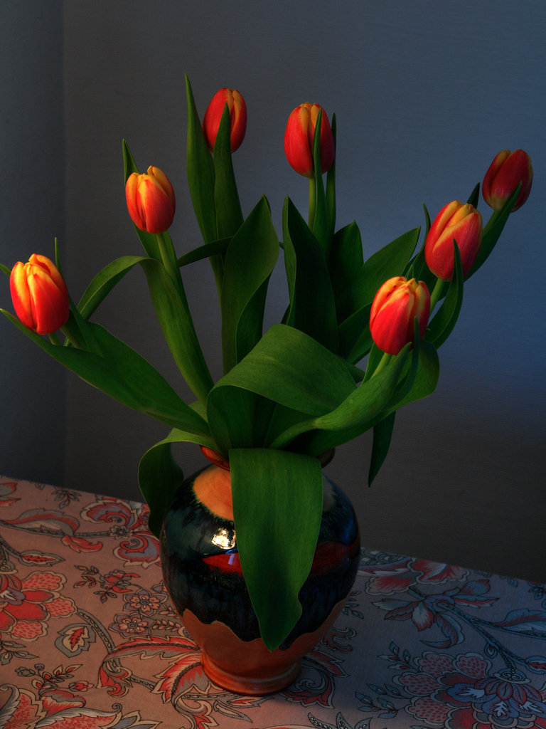 Tulips