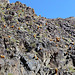 Goler Wash - Barrel Cactus (3190)