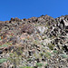 Goler Wash - Barrel Cactus (3193)