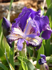 ...iris sauvage...