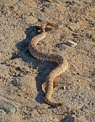 Rattlesnake (3715)