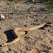 Rattlesnake (3716)