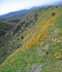 Poppy Hillside (0378)