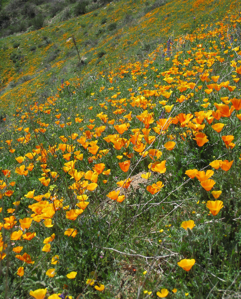 Poppy Hillside (0381)