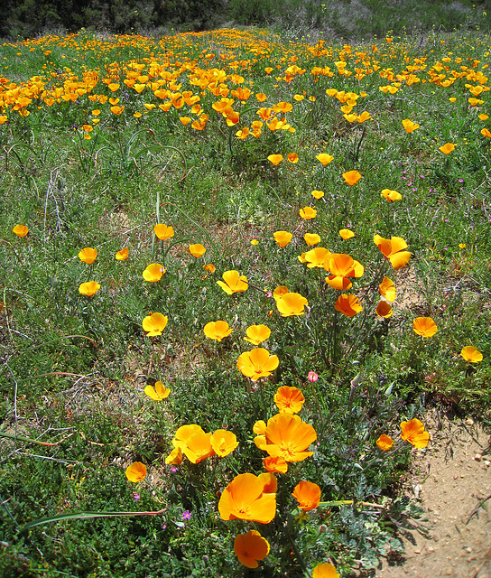 Poppy Hillside (0383)