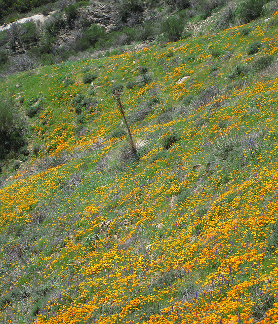 Poppy Hillside (0390)