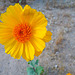 Yellow Flower (3720)