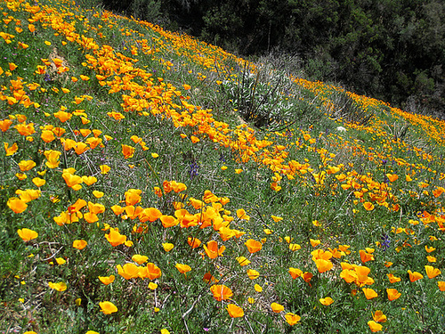 Poppy Hillside (0391)