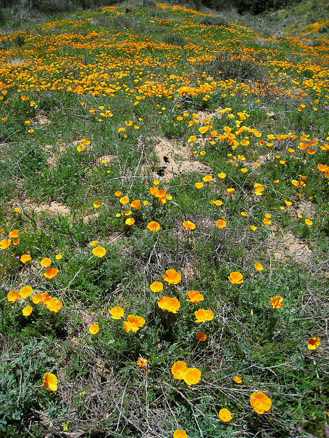 Poppy Hillside (0392)