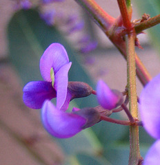 Hardenbergia (9034)