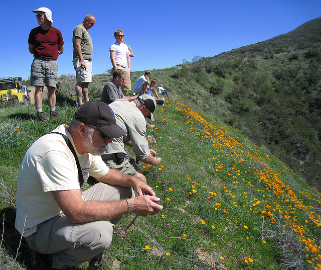 Poppy Hillside (0393)