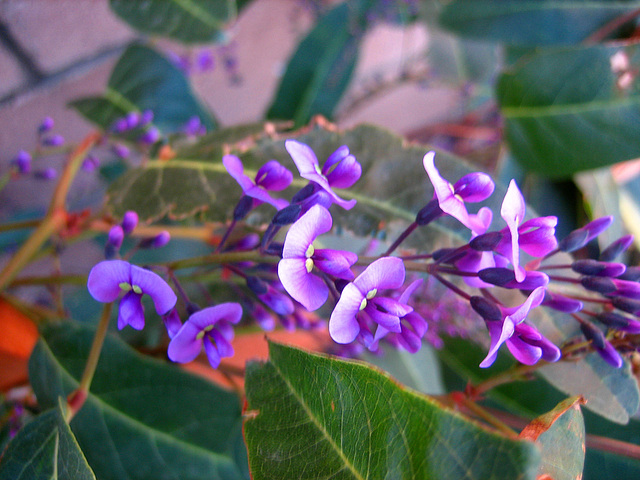 Hardenbergia (9035)