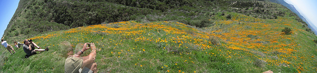 Poppy Hillside (1)