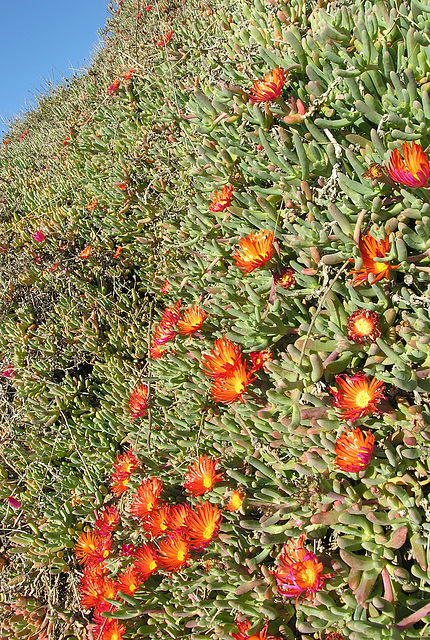 Flowering Ice Plant Along San Clemente Beach (7075)