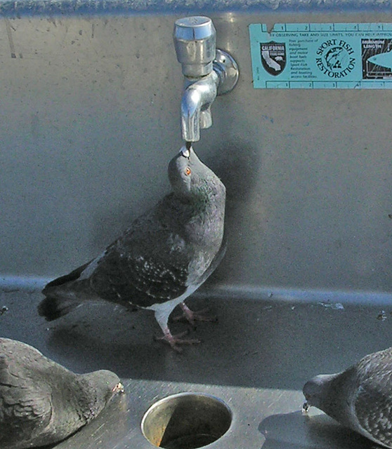 Pigeons On San Clemente Pier (7054)