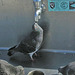 Pigeons On San Clemente Pier (7054)