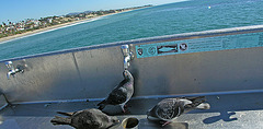 Pigeons On San Clemente Pier (7055)