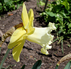 Narcisse Hybride ' Galactic Star'