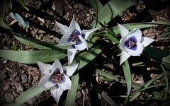 Tulipa humilis alba coerulea oculata