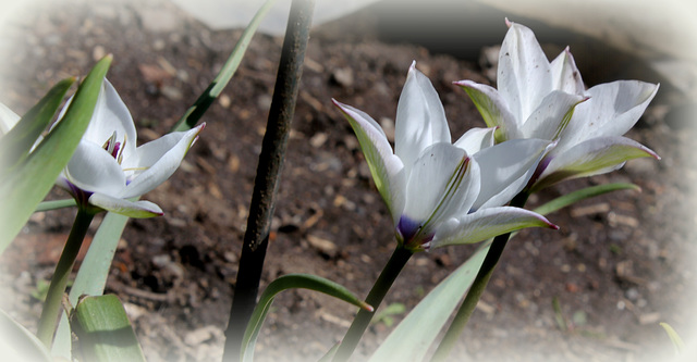 Tulipa humilis alba coerulea oculata