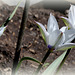 Tulipa humilis alba coerulea oculata