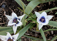 Tulipa humilis alba coerulea oculata