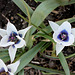 Tulipa humilis alba coerulea oculata
