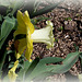 Narcisse Hybride