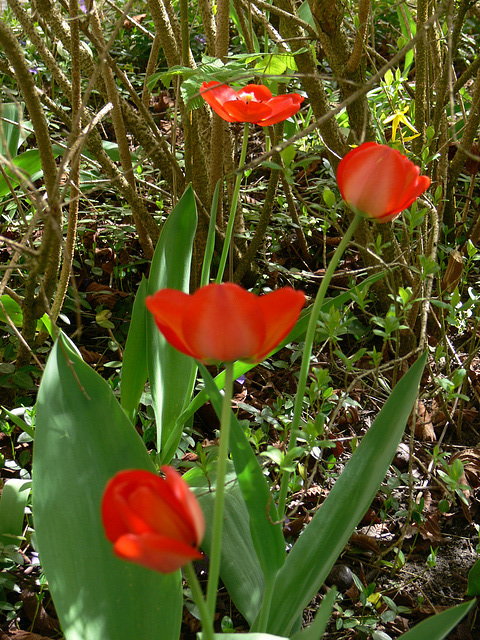 Tulpen