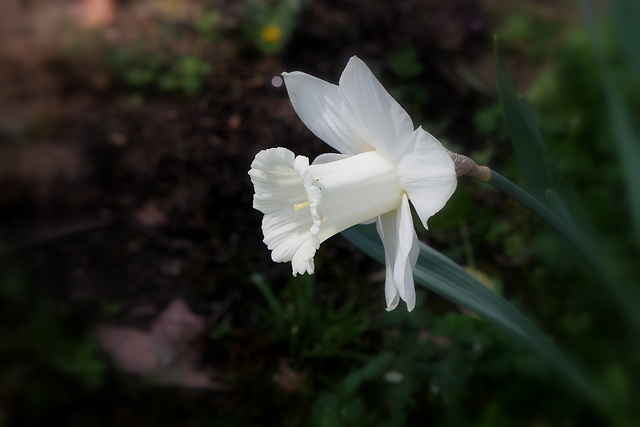 Narcisse Hybride