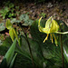 Erythrone pagode - Erythronium pagoda