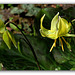 Erythrone pagode - Erythronium pagoda